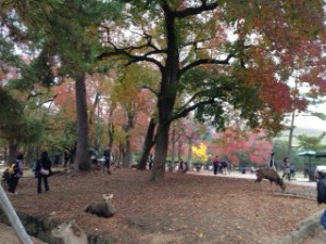 奈良公園　２